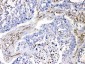 Anti-VASP Picoband Antibody